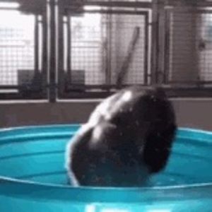 Meet your Posher, Swaggy